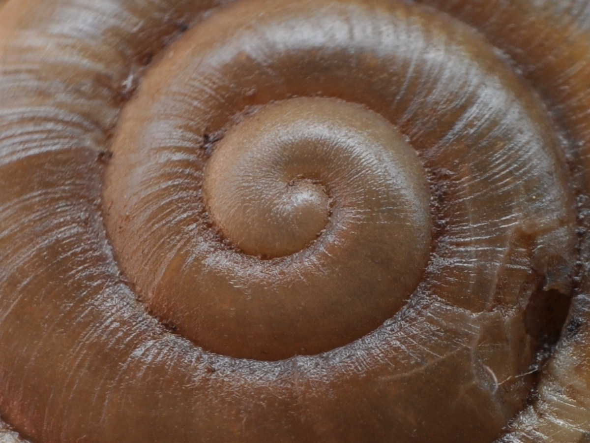 Chilostoma  padanum da Ror (TO)